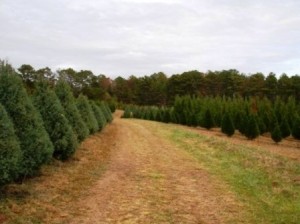 Carolina Sapphires & Leyland Cypress